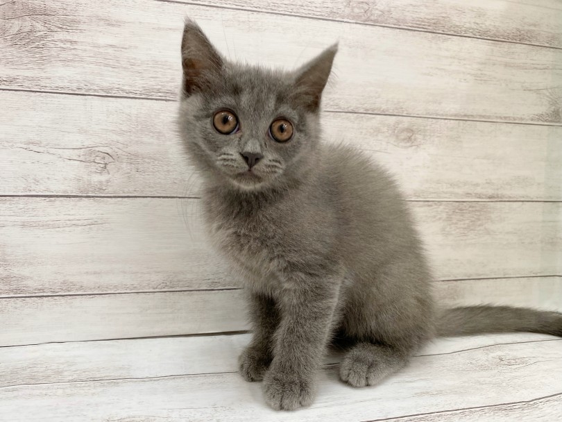 子猫らしい活発で愛嬌いっぱいのブリちゃんにぜひ会いに来て下さいね~☆ | ブリティッシュショートヘア (116629) - 下丸子店