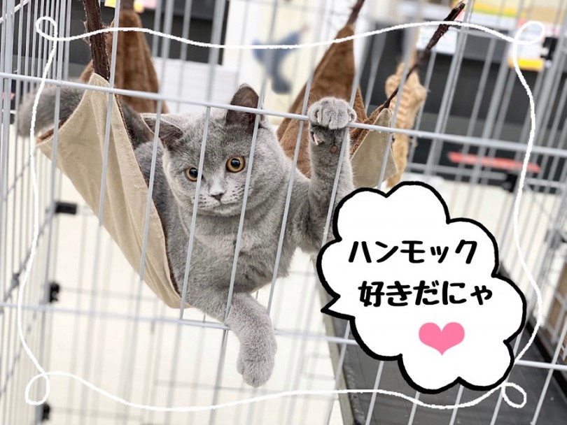 店内の犬舎から広いサークルへお引越し | ブリティッシュショートヘア （312026） - 横浜 港北ニュータウン店