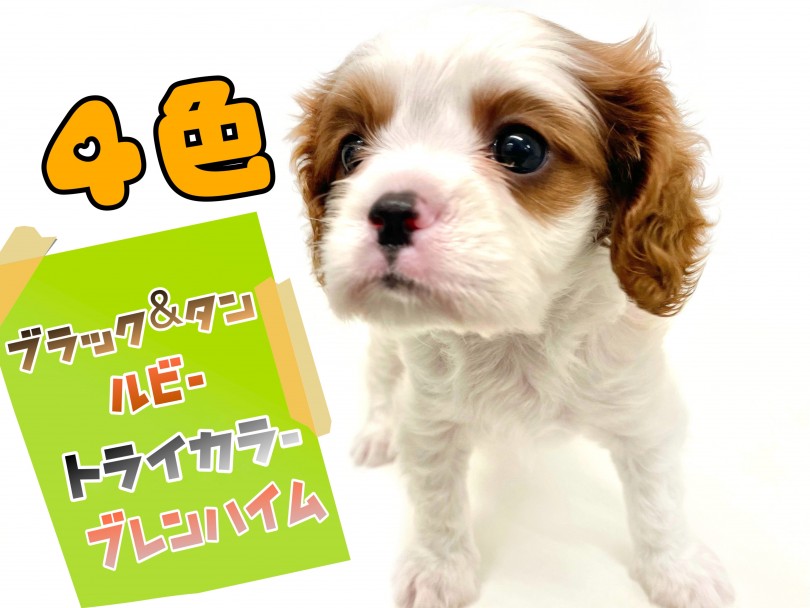 王道なブレンハイムカラー | キャバリア・キングチャールズ・スパニエル （150235） - 東川口店