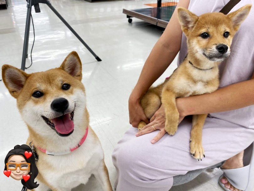 お姉さん的存在の小町ちゃんと取っ組み合いながら犬社会を学んでいます♪ | 柴犬 （120416） - 横浜 今宿店