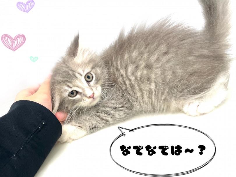 クールな見た目とは真逆に社交的で人懐っこい性格 | サイベリアン （150227） - 東川口店