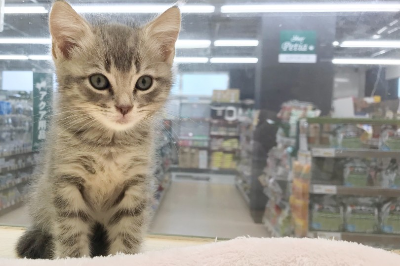 マンチカンちゃんとスタッフが皆様のご来店をお待ちしております | マンチカン （119300） - 梅島店