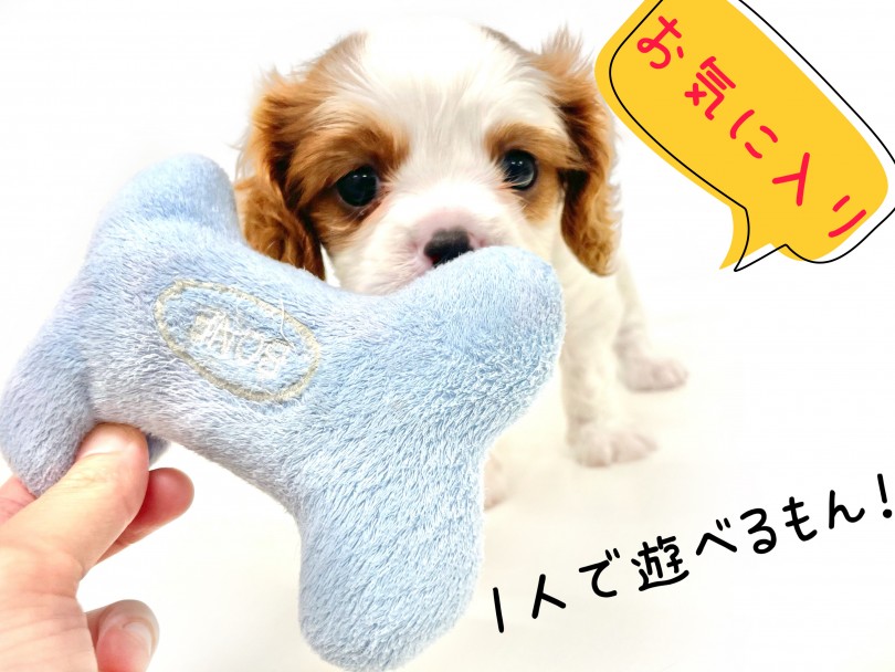 たくさん寝た後は運動時間 | キャバリア・キングチャールズ・スパニエル （150235） - 東川口店