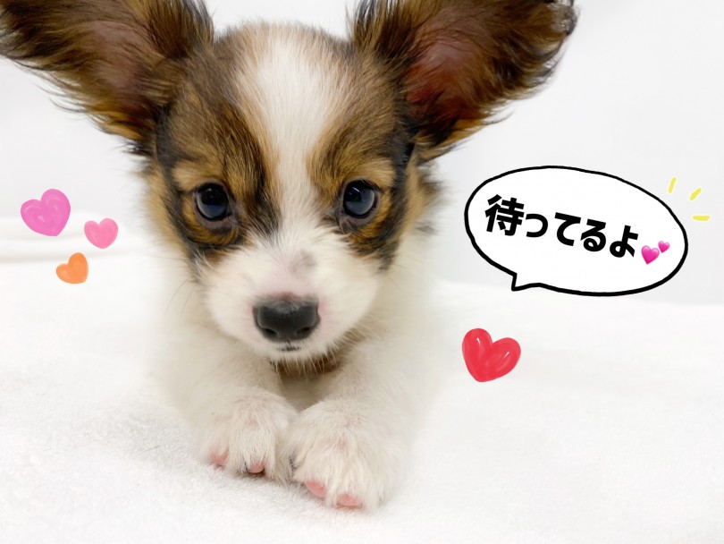 いつでもパピヨンちゃんに会いにお越しください！ | パピヨン （118591） - 城山店