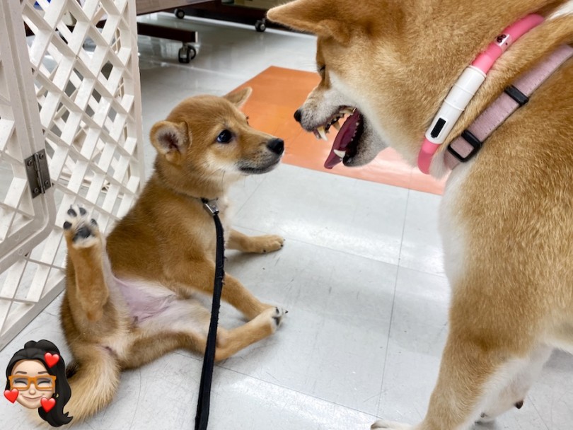 しつこくして怒られて、お腹を出して降参ポーズ | 柴犬 （120416） - 横浜 今宿店