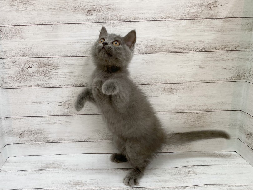 ネコちゃんとの生活は癒しあり、笑いあり、感動ありの毎日です | ブリティッシュショートヘア (116629) - 下丸子店