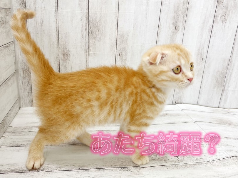 レッドの綺麗な毛色にタビー模様がくっきり出ています | スコティッシュフォールド （512752） - 本羽田店