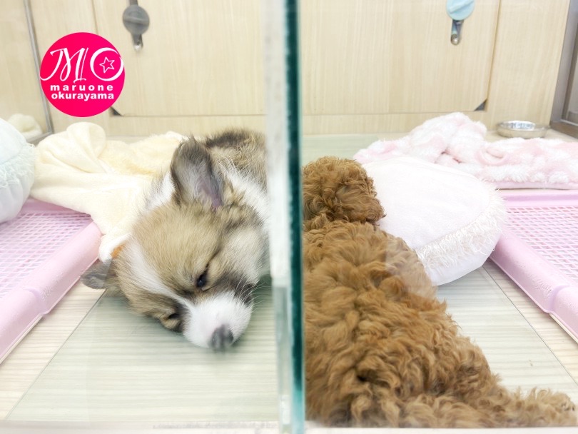 他のわんちゃんが大好きなように見られます♡ | ウェルシュコーギーペンブローク （6131065） - 横浜 大倉山店