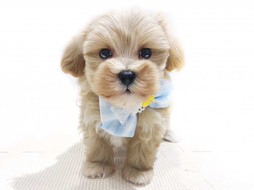 おもちゃの音に釣られてカメラ目線のマルプーくん♡ | MIX犬 マルプー （11866） - 横浜 白楽店