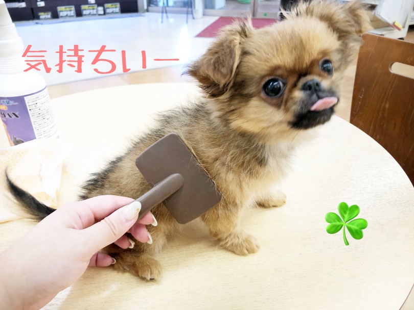 ブラッシングが大好きなチワペキちゃん♪ | MIX犬 チワペキ (116605) - 下丸子店