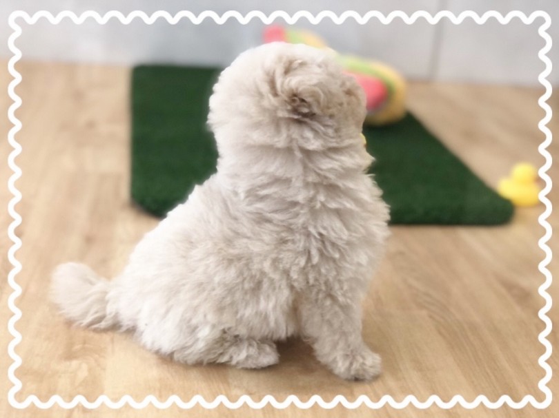 ゴージャスな被毛のポメラニアンとフワフワのカーリーヘアのトイ・プードルを両親に持つミックス犬 | MIX犬 ポメプー （312050） - 横浜 港北ニュータウン店