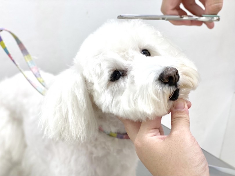 モデル犬 リヒトちゃん - お顔のカット中 | 元町トリミング - 横浜 元町店