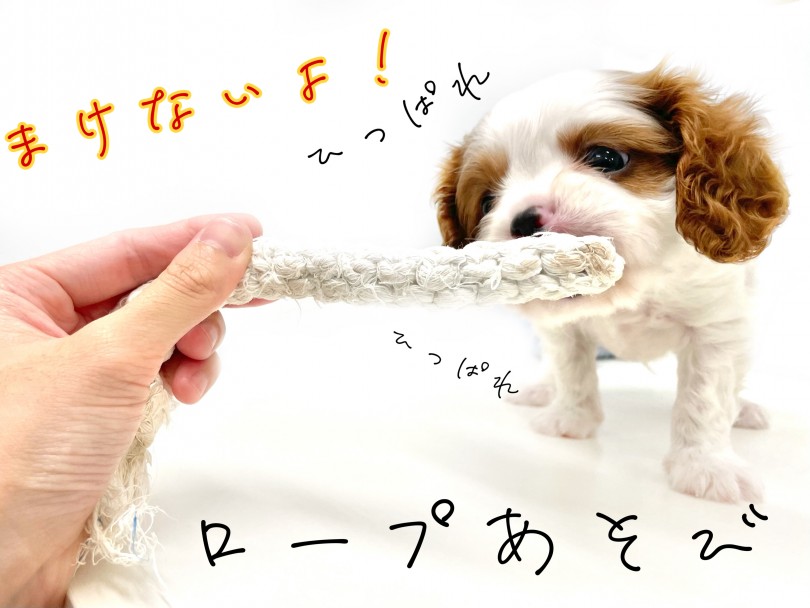 >一緒に遊べるようになろう | キャバリア・キングチャールズ・スパニエル （150235） - 東川口店