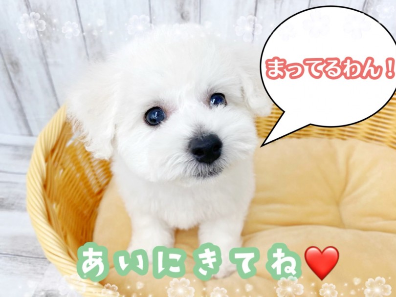 気になっている方、是非お早めに会いに来てあげてくださいね♪ | ビションフリーゼ （512751） - 本羽田店