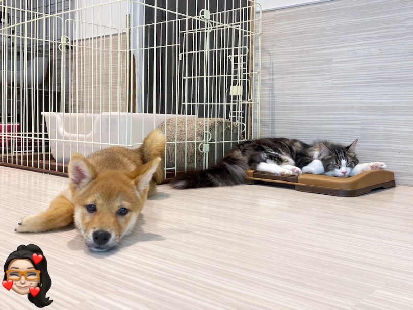 ノルウェージャン先輩とルームシェアを始めた柴子ちゃん！ | 柴犬 （120416） - 横浜 今宿店
