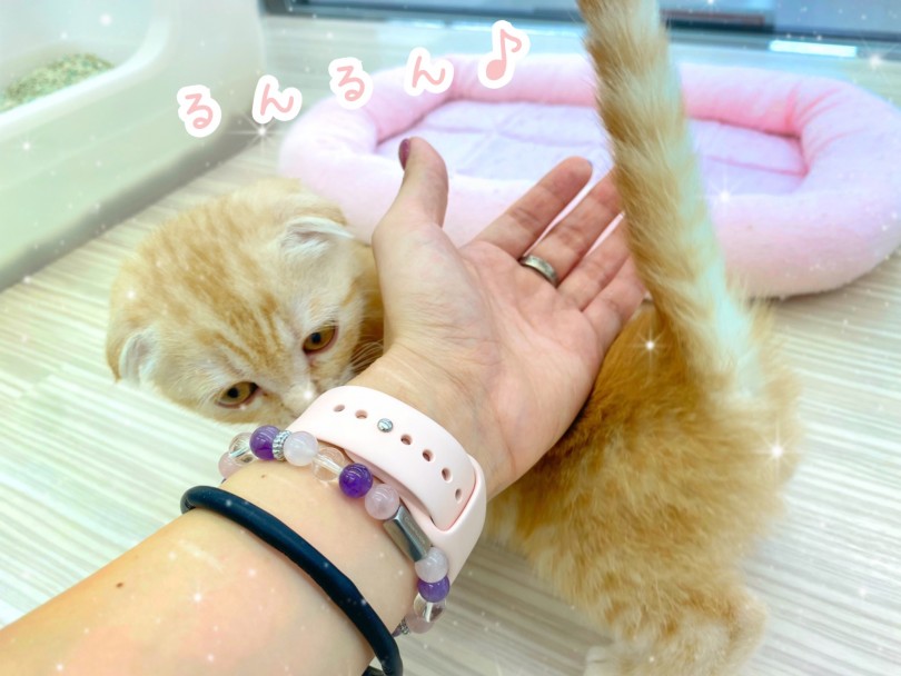 ゴロゴロすりすり止まらない人懐っこ過ぎる性格 | スコティッシュフォールド （512752） - 本羽田店