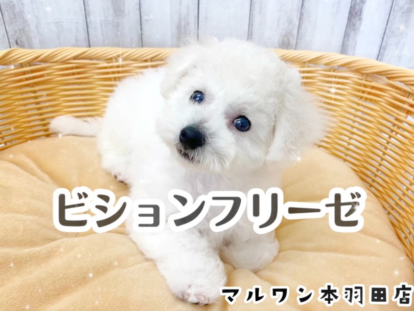 【 ビションフリーゼ 】超絶癒やし犬登場♪白くまの様な可愛さは必見です！