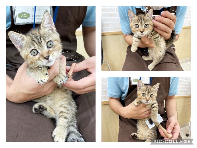 小さい頃からのトレーニング方法で、メンテナンスレクチャーも楽々！ | マンチカン （713822） - 横浜 鶴見店