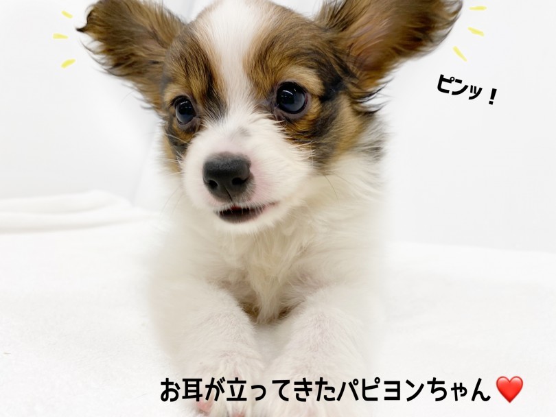 だんだんお耳が立って来ました！ | パピヨン （118591） - 城山店