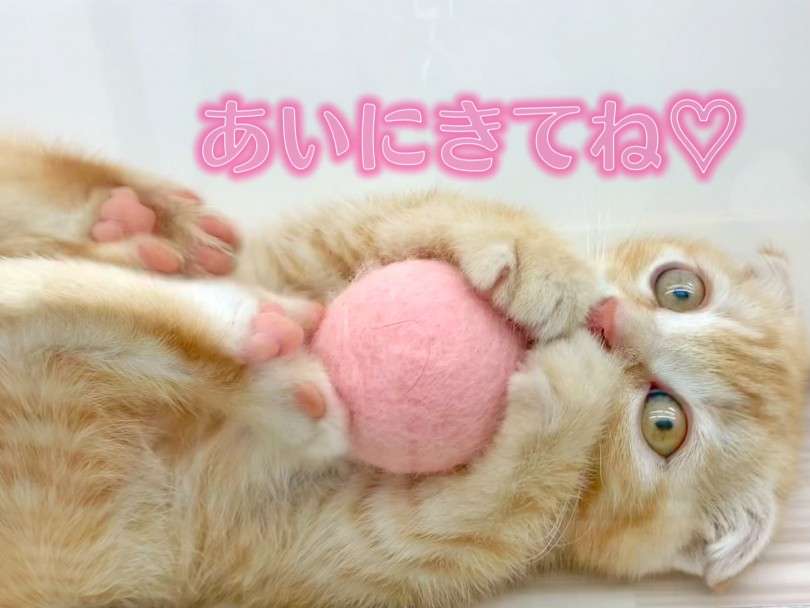 飼いやすさNO．1と言っても過言ではないスコちゃん | スコティッシュフォールド （512752） - 本羽田店