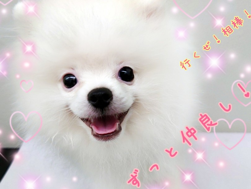 ニコニコ笑って駆け寄ってくるポメちゃんは日頃の疲れも吹き飛ばしてくれちゃいます♪ | ホワイト ポメラニアン （130346） -  高井戸店