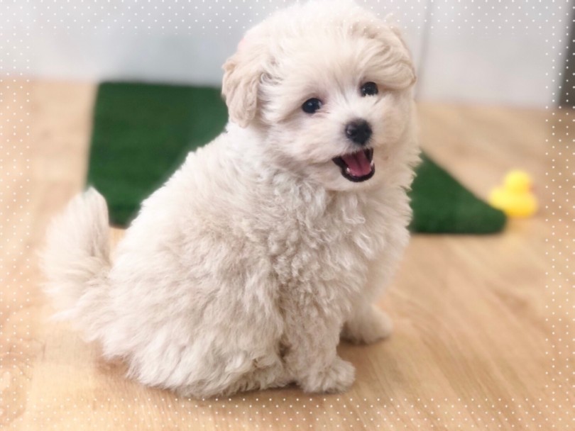 ポメプーくんのふわもこボディの維持には、毎日のブラッシングが欠かせません！ | MIX犬 ポメプー （312050） - 横浜 港北ニュータウン店