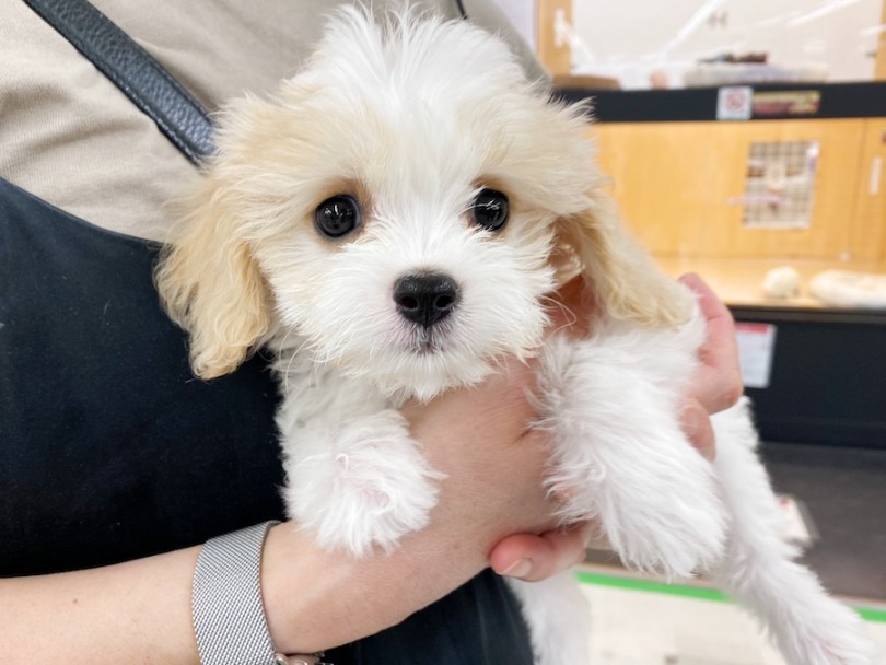 今宿店卒業生のこはくちゃん♡ | キャバリアMIX犬特集 - 横浜 今宿店