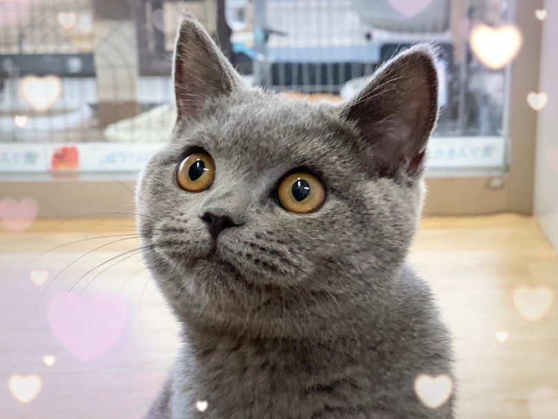 生後150日のブリティッシュショートヘアちゃん | ブリティッシュショートヘア （312026） - 横浜 港北ニュータウン店
