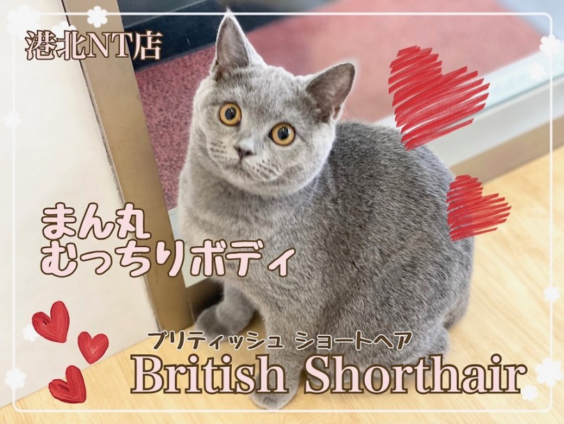 【 ブリティッシュショートヘア 】港北NT通信！触り心地抜群のまん丸娘