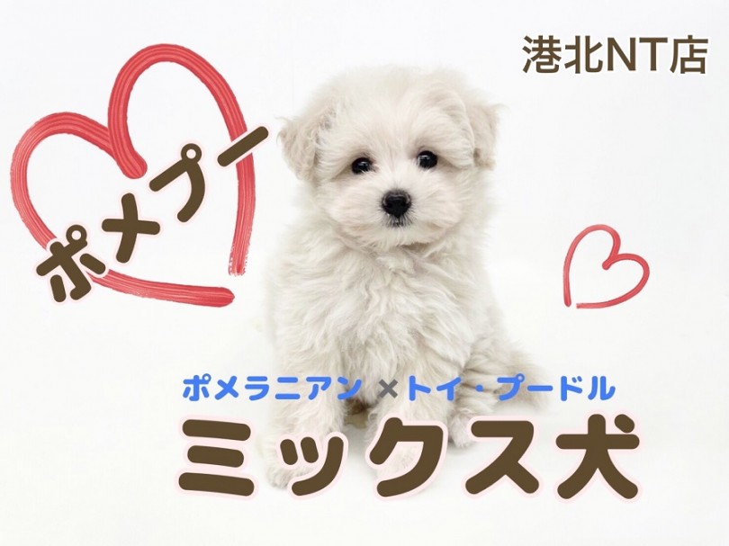 【 ミックス犬 】港北NT通信！まん丸2頭身！MIX犬界の超新星ポメプー