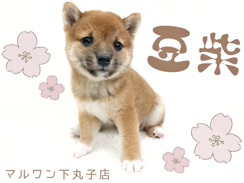 【 豆柴 】柴犬の半分サイズ？垂れ目に丸ボディが可愛いすぎるお姫様がやってきた！