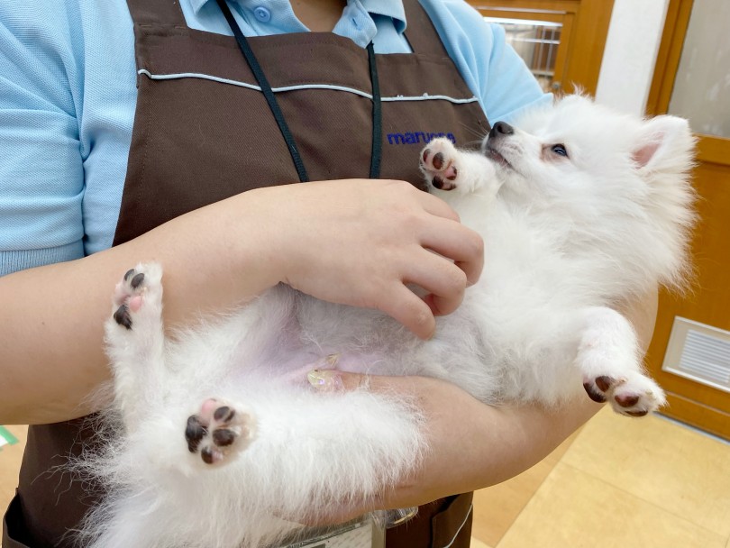 しっかりとアイコンタクトが出来るぽっちゃん♡ | ポメラニアン （116594） - 下丸子店