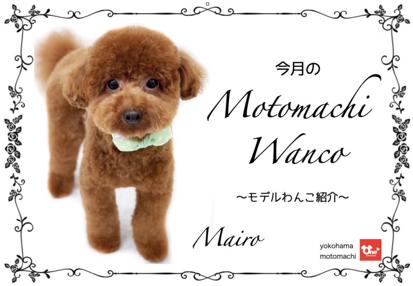 【 元町トリミング 】第五回Motomachi Wancoモデル犬！マイロちゃん