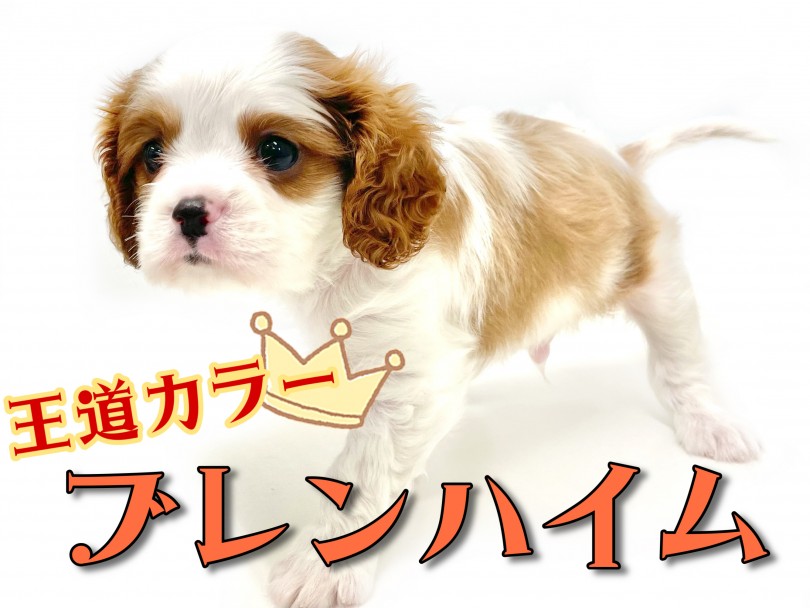 ブレンハイムの毛色 | キャバリア・キングチャールズ・スパニエル （150235） - 東川口店