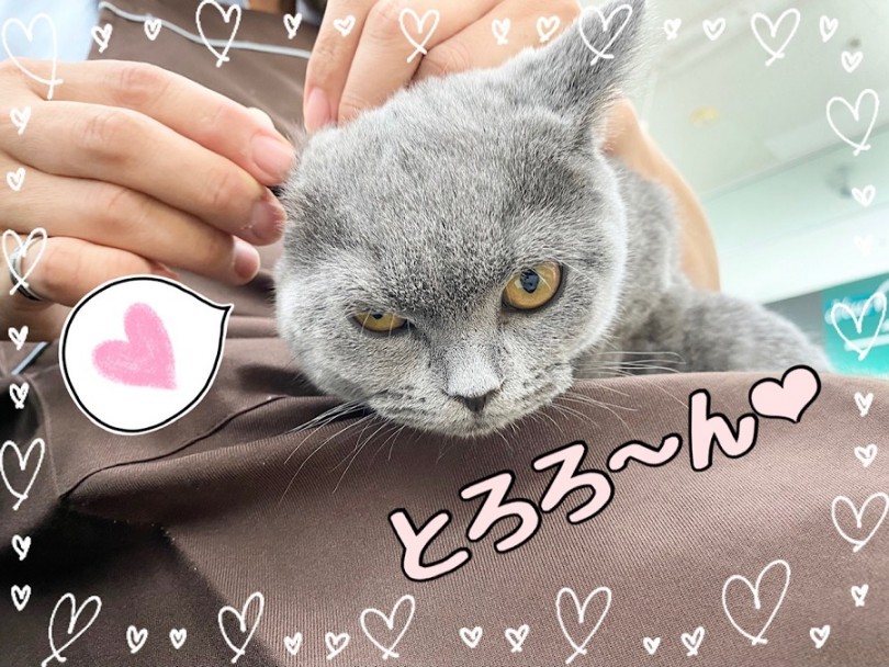 お耳の掃除が好きなブリちゃん | ブリティッシュショートヘア （312026） - 横浜 港北ニュータウン店