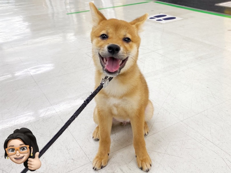 どんどん人懐っこく成長中の柴子ちゃん♡ | 柴犬 （120416） - 横浜 今宿店