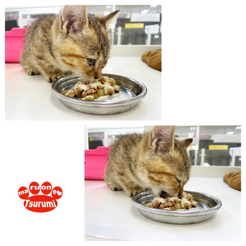 マンチカンちゃんの生活方法を伝授！太らせ過ぎには注意！ | マンチカン （713822） - 横浜 鶴見店