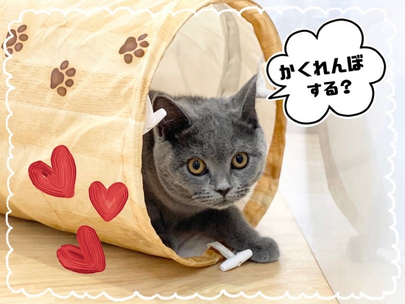 ブリちゃんとゆったり新しい生活を始めてみませんか？ | ブリティッシュショートヘア （312026） - 横浜 港北ニュータウン店