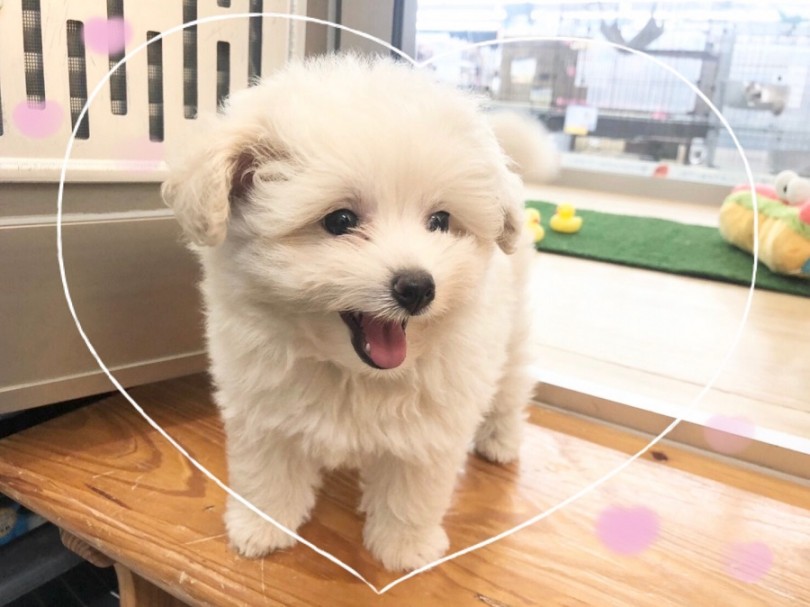 愛らしいルックスと体型に注目！ | MIX犬 ポメプー （312050） - 横浜 港北ニュータウン店