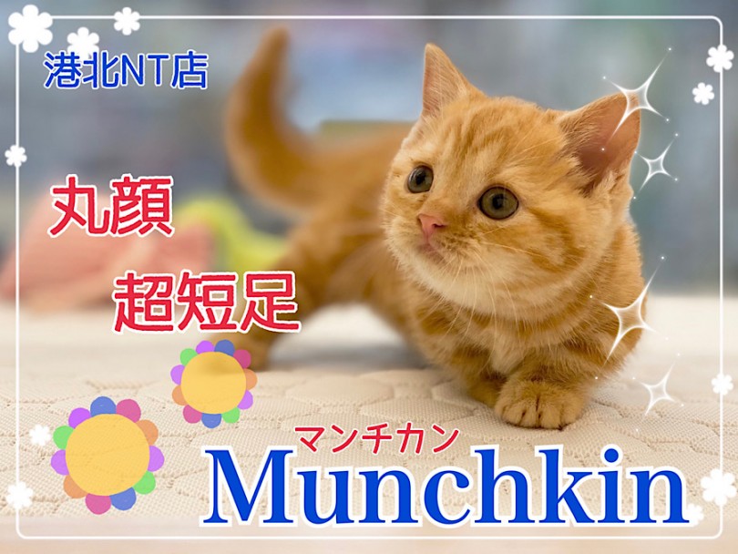 【 マンチカン 】レッドタビーが綺麗な超短足&丸顔の女の子！