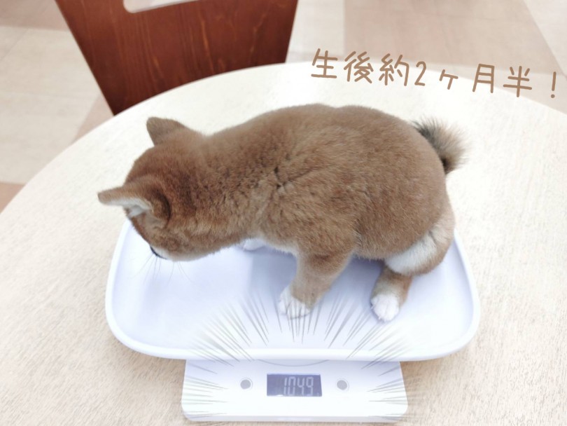 小さめむっちりまんまるボディに胸キュンしちゃう！ | 豆柴 （116634） - 下丸子店