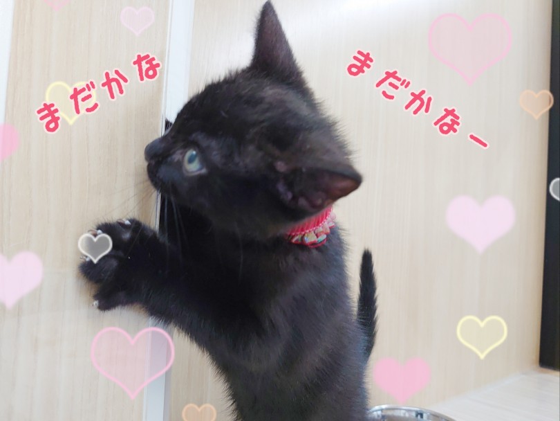 幸せをお届けするにゃんこ！ | ボンベイ （130362） - 高井戸店