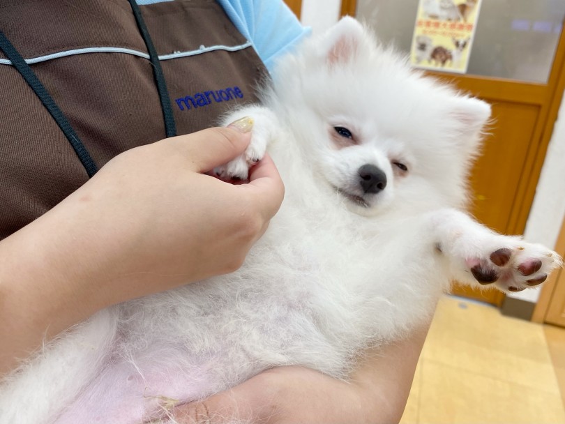仰向け抱っこでむにゃむにゃモードに入るポメくん | ポメラニアン (116594) - 下丸子店
