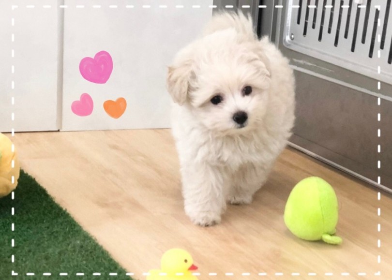 環境慣れバッチリです！ | MIX犬 ポメプー （312050） - 横浜 港北ニュータウン店