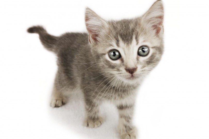 子猫らしい可愛いお顔！こんなにもベビーフェイスなのはこの子だけ！ | マンチカン （119300） - 梅島店