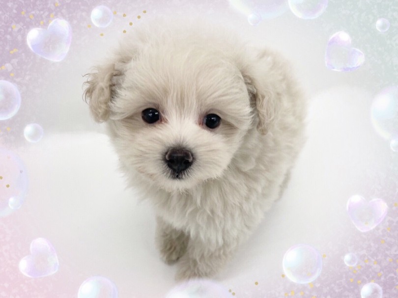 爆毛2頭身のヒツジのようなフォルムのミックスくん | MIX犬 ポメプー （312050） - 横浜 港北ニュータウン店