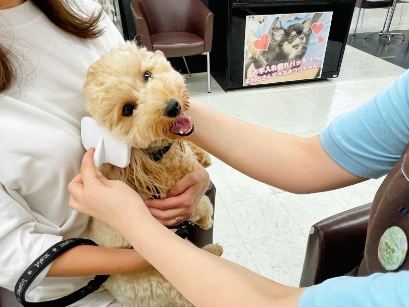 お手入れカリキュラムの内容 | お手入れカリキュラムで充実したペットライフを！- 志村坂下店