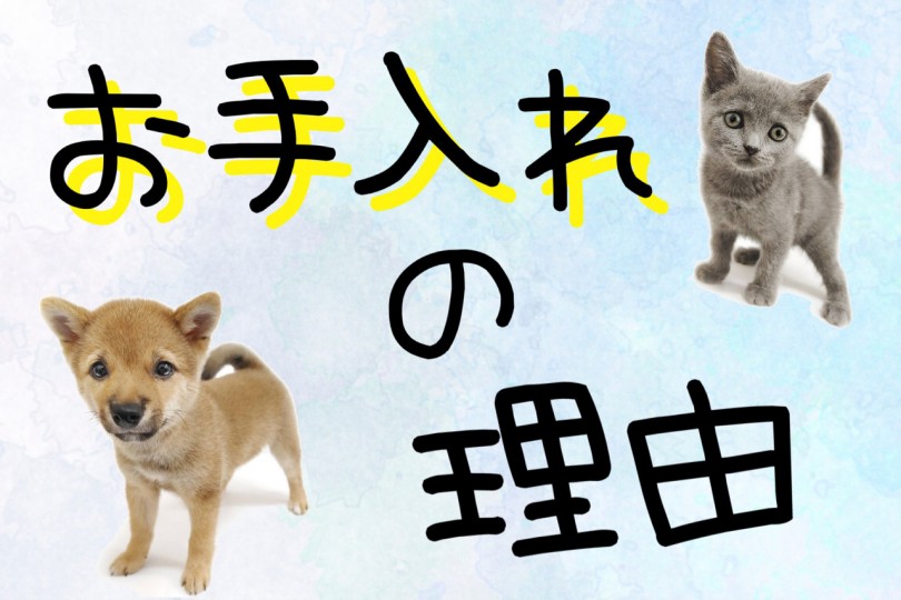 お手入れをおうちでする理由 | お手入れカリキュラムで充実したペットライフを！- 志村坂下店