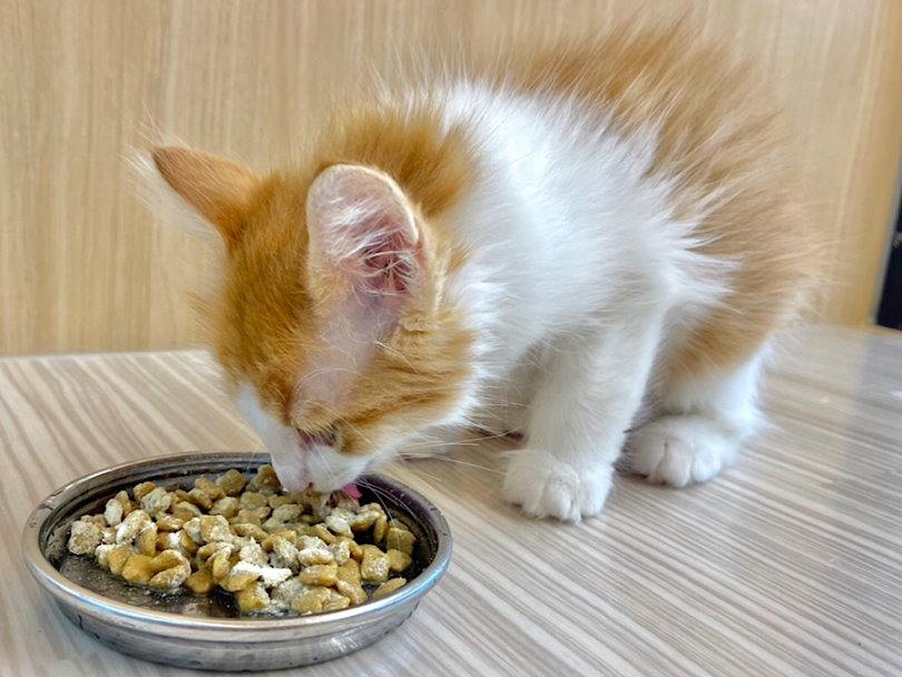食欲旺盛でモグモグとしっかり完食♪ | ノルウェージャンフォレストキャット （814710） - 大和 相模大塚店