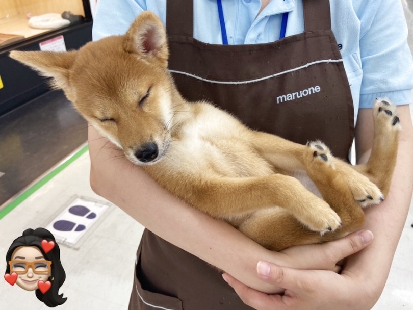 赤ちゃん抱っこで大人しくなる柴子ちゃん♡ | 柴犬 （120416） - 横浜 今宿店